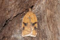 Acleris
