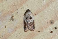 Acleris variegana