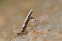 Dialectica scalariella