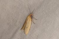 Avaria hyerana
