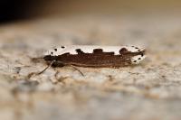 Ethmia bipunctella