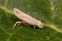Trifurcula squamatella