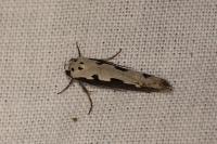 Ethmia bipunctella