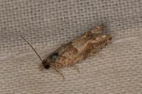 Crocidosema plebejana