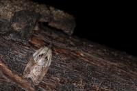 Acleris variegana