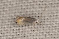 Phyllocnistis citrella