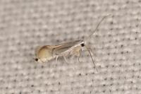 Phyllocnistis citrella