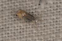 Phyllocnistis citrella