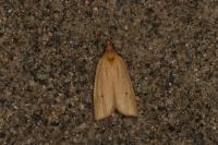 Avaria hyerana