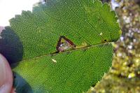 Stigmella ulmivora