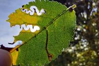 Stigmella ulmivora