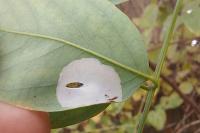 Macrosaccus robiniella