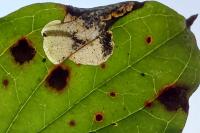Antispila petryi