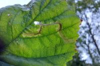 Coptotriche marginea