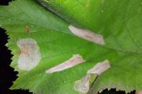 Phyllonorycter coryli