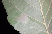 Phyllonorycter nicellii