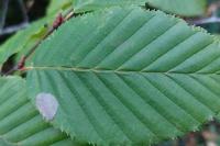Phyllonorycter esperella