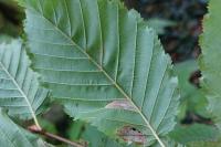 Phyllonorycter tenerella