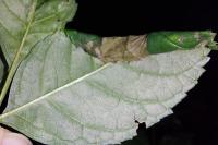 Gracillaria syringella