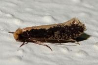 Monopis crocicapitella