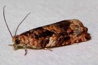 Gypsonoma minutana