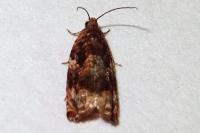 Gypsonoma minutana