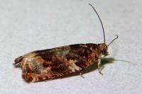 Gypsonoma minutana