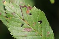 Stigmella ulmivora