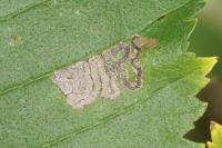 Stigmella viscerella