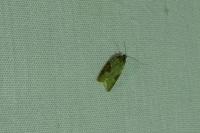 Acleris
