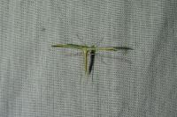 Emmelina monodactyla