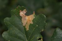 Tischeria ekebladella