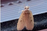 Agonopterix yeatiana