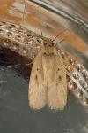Agonopterix yeatiana