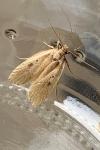 Agonopterix yeatiana