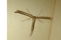Emmelina monodactyla