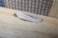 Agonopterix pallorella