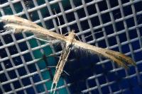 Oxyptilus