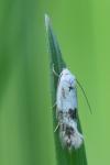 Elachista maculicerusella