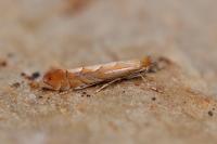 Phyllonorycter messaniella