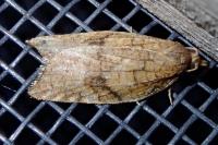 Acleris rhombana