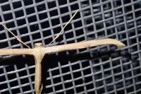 Emmelina monodactyla