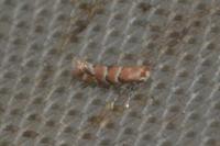 Phyllonorycter trifasciella