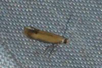 Coptotriche marginea
