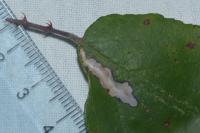 Coptotriche marginea