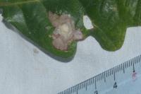Tischeria ekebladella