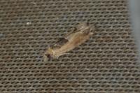 Crocidosema plebejana