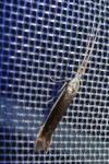 Coleophora