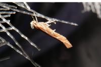 Pyroderces argyrogrammos