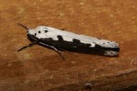 Ethmia bipunctella